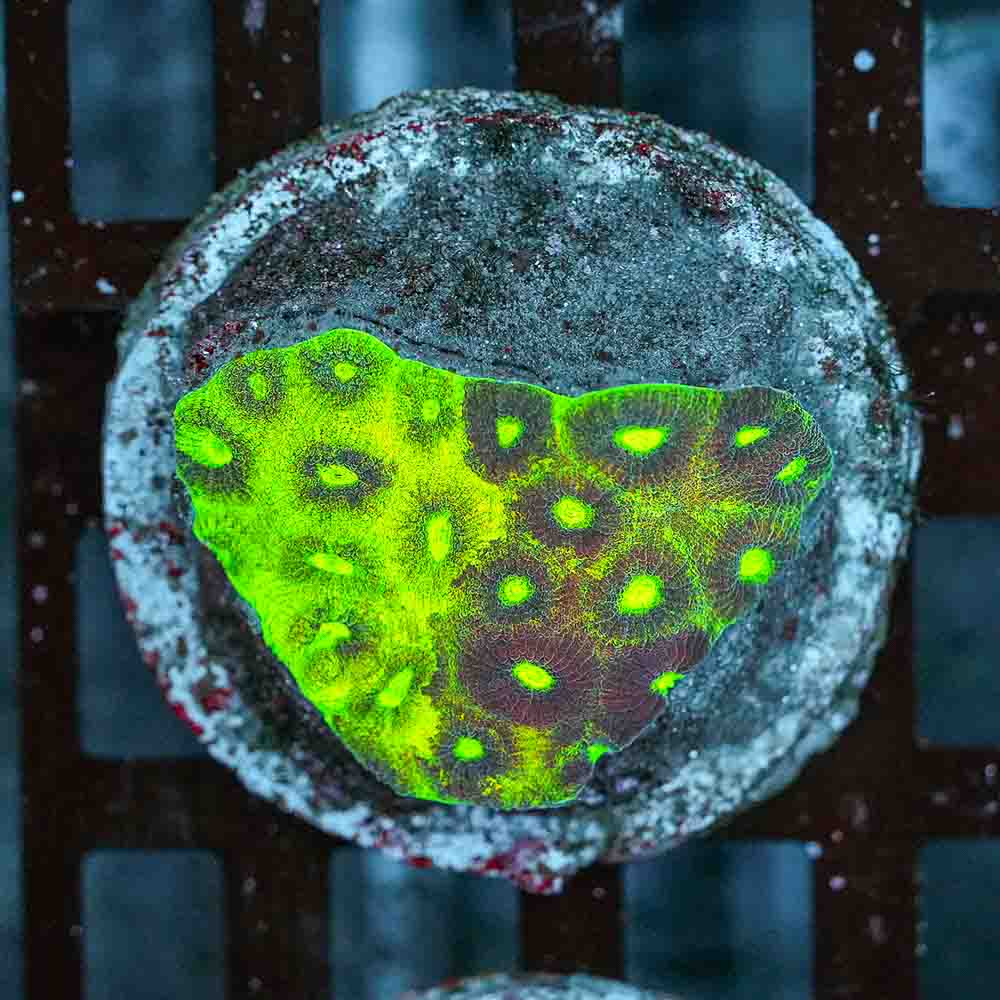 Gothica Favia Colony (M)