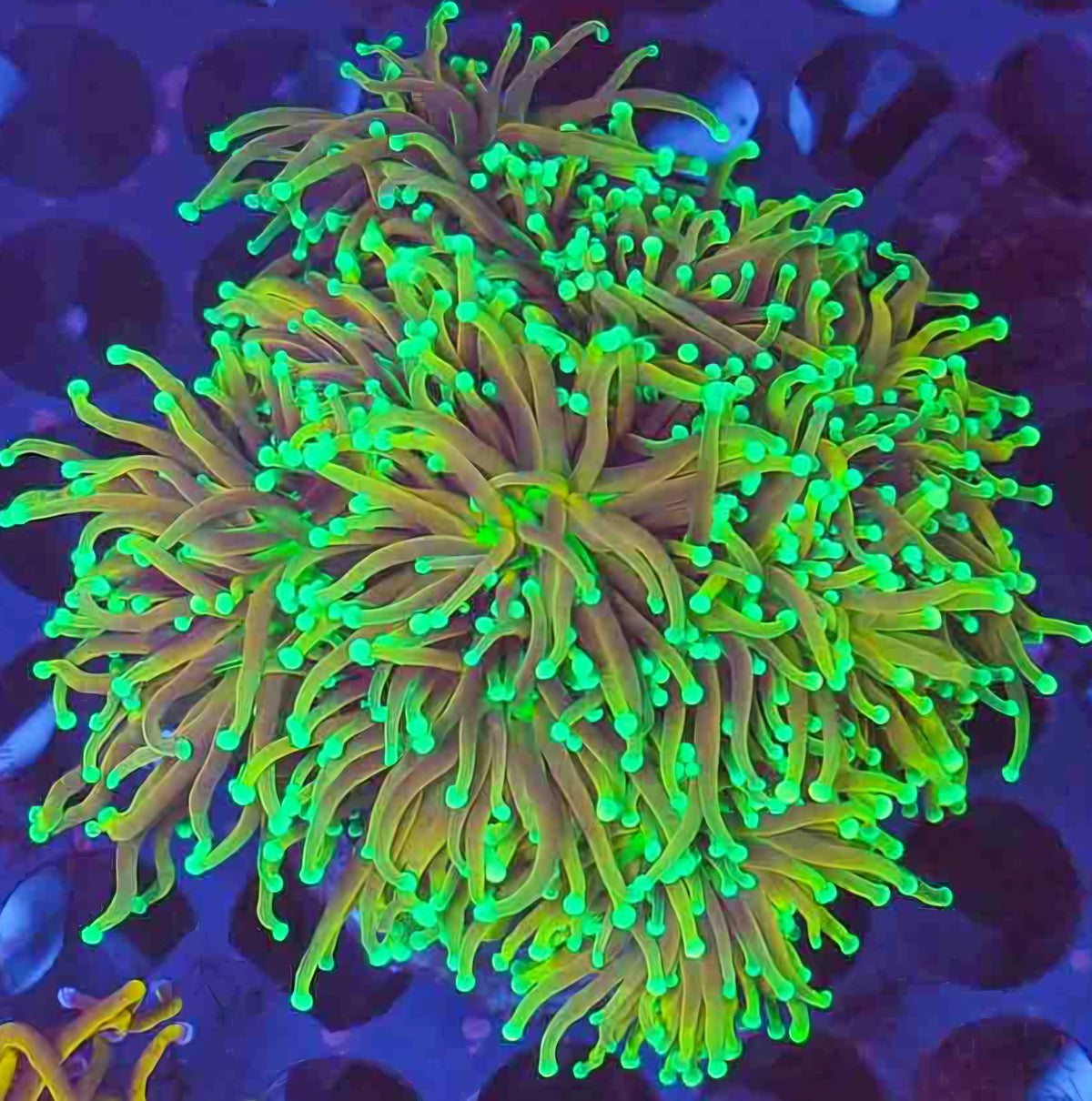 Approx 6-7 Head Gold Torch Variant Colony