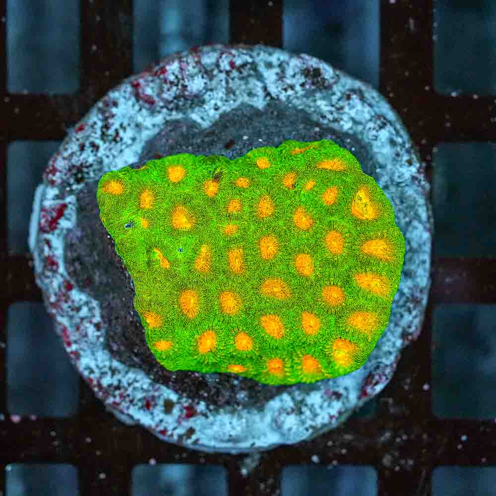 Hurricane Favia Colony (M)