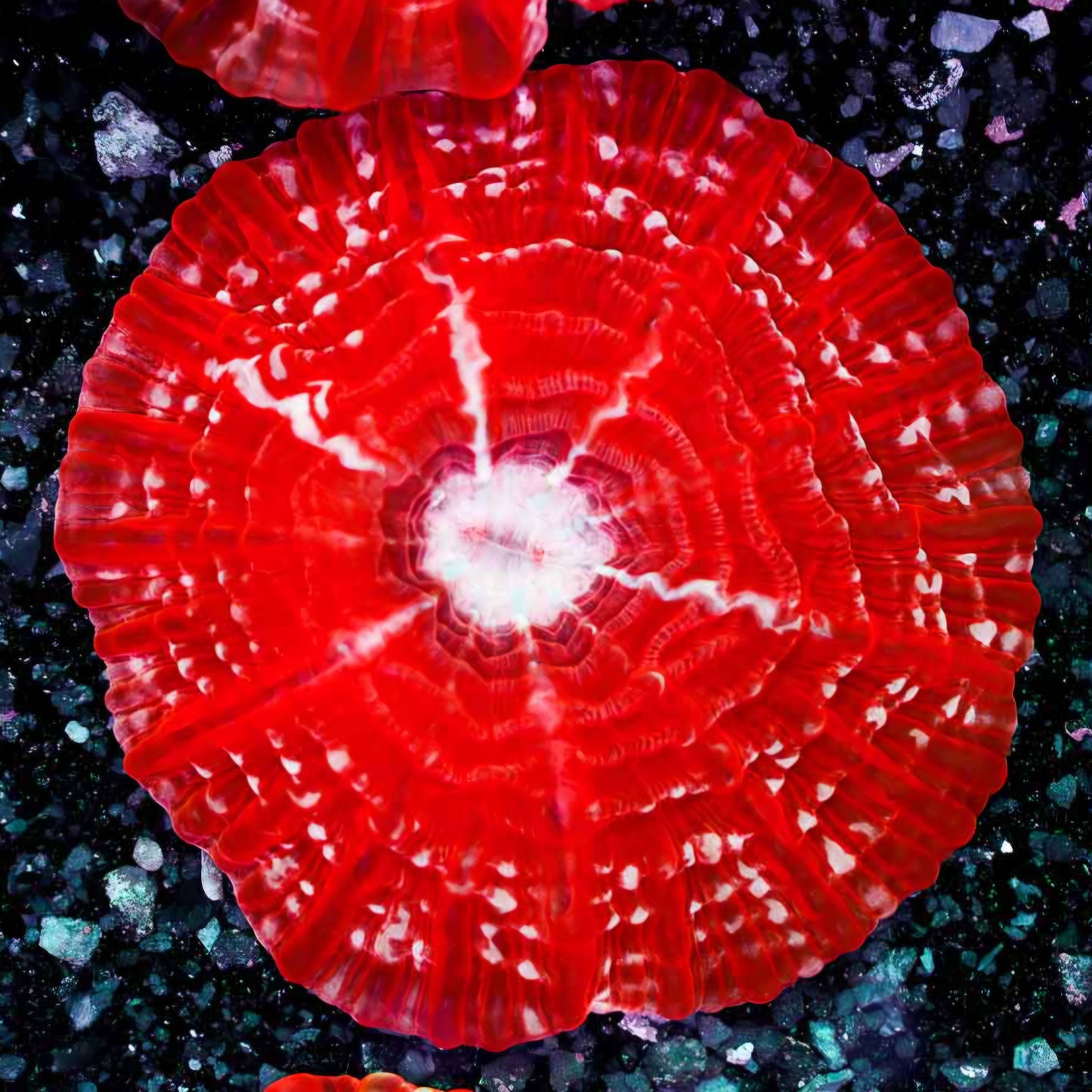 Razor Red Indophyllia