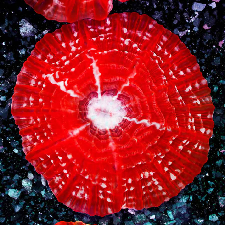 Razor Red Indophyllia