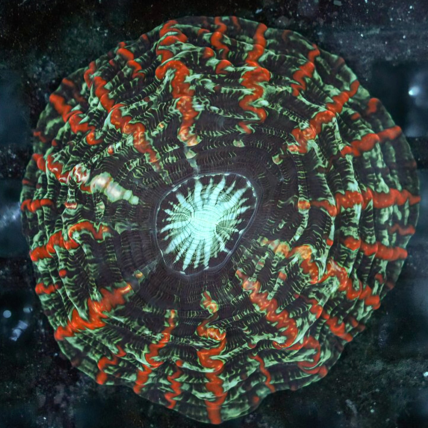 Bloodshot Indophyllia