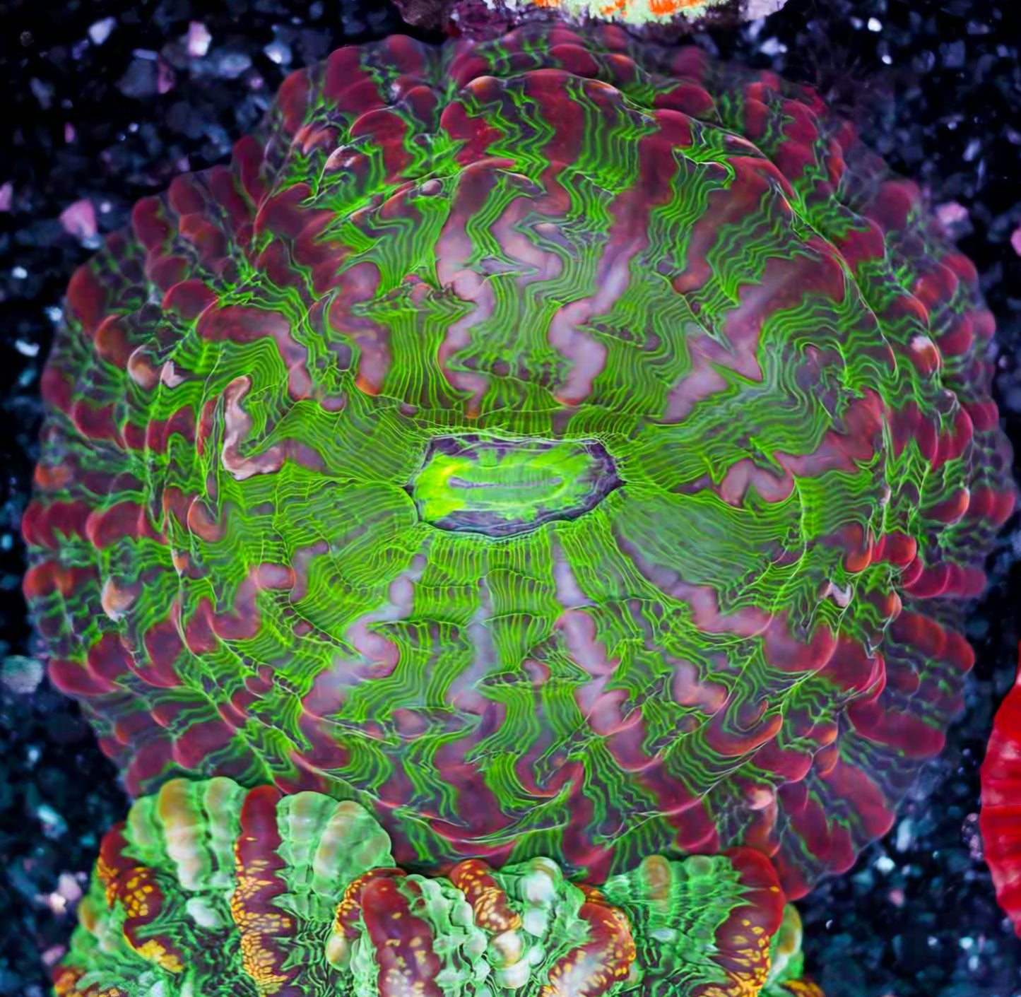 Bloodshot Indophyllia
