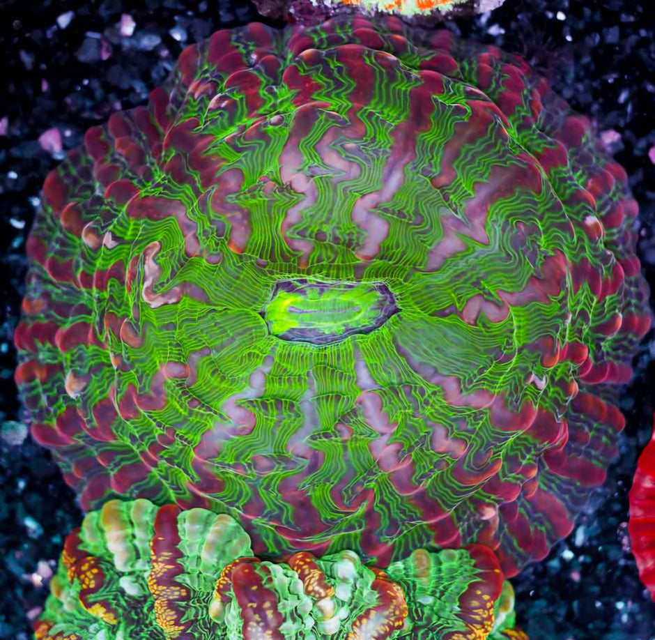 Bloodshot Indophyllia