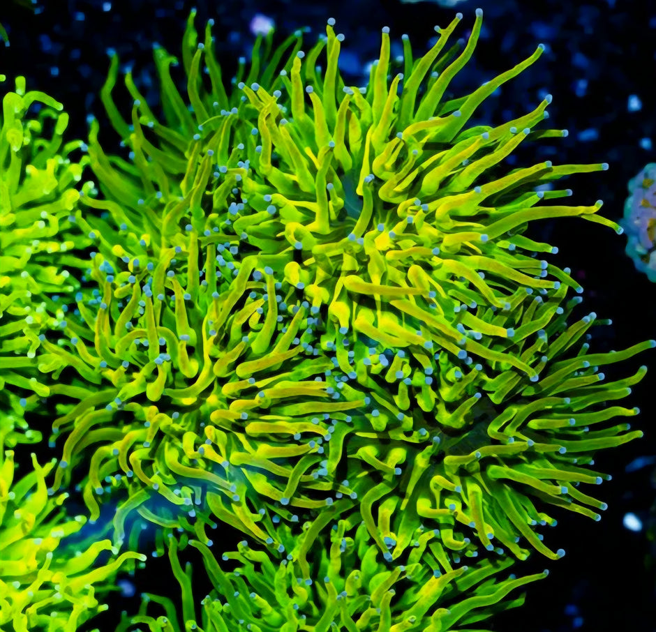 4 Head Super Grail Torch Colony