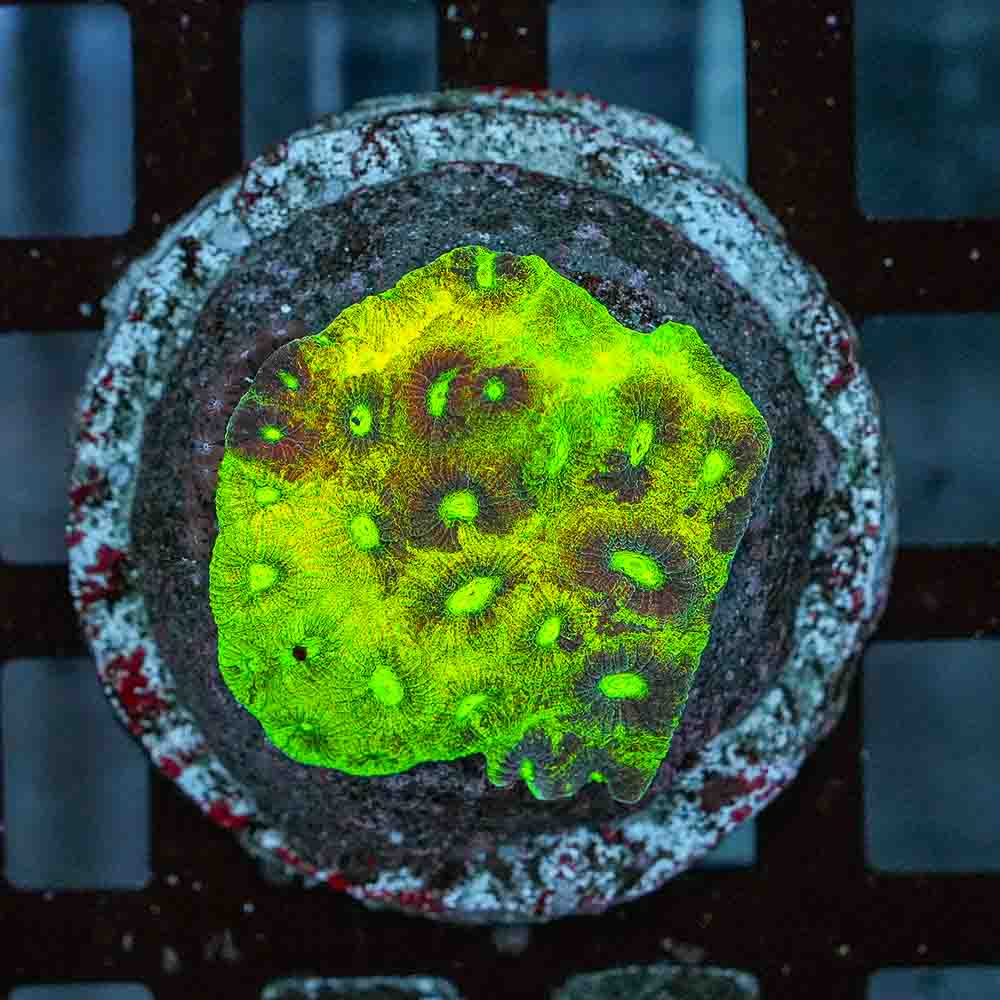 Gothica Favia Colony (M)