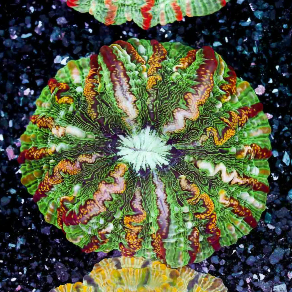 Electro Buzz Indophyllia