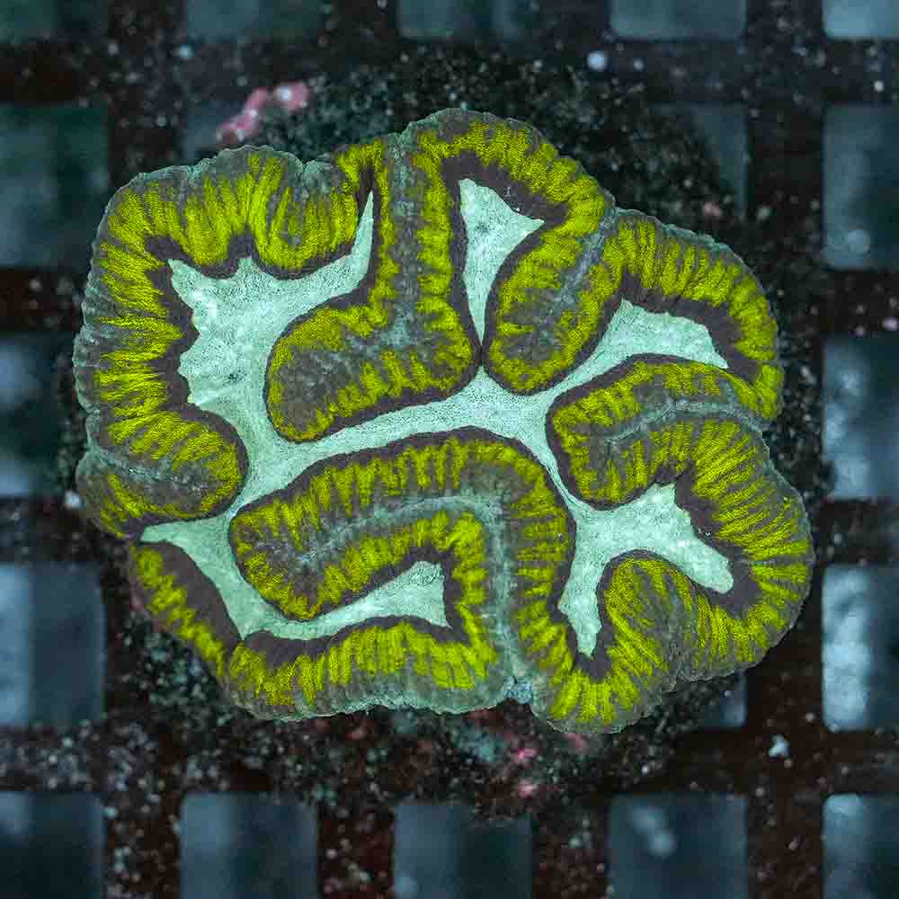 The Riddler Symphyllia