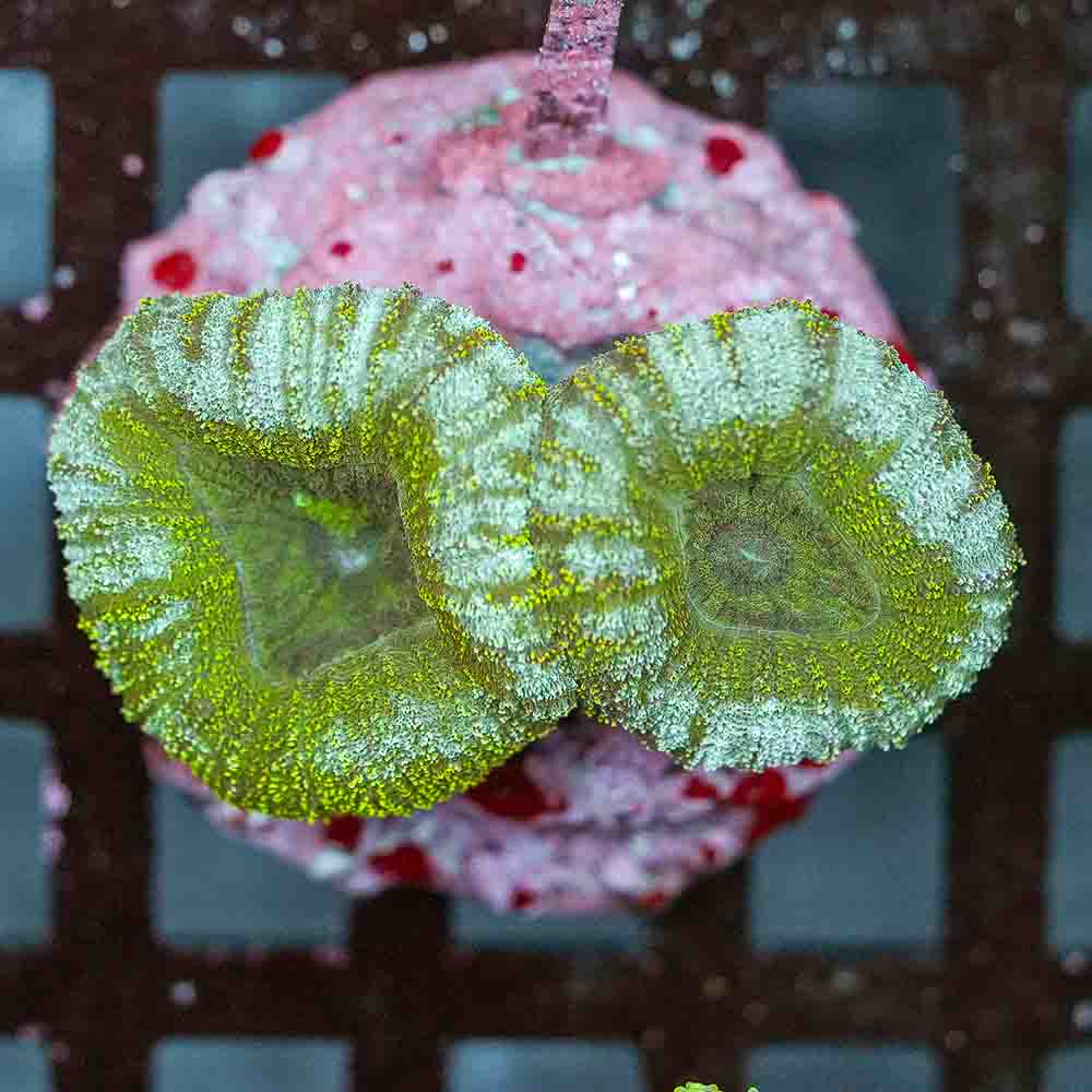 Iced Avacado Lobo Branching (M)