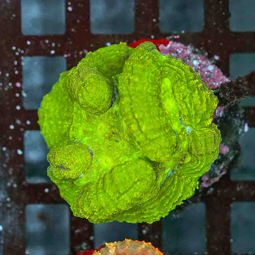 Sour Puss Symphylllia