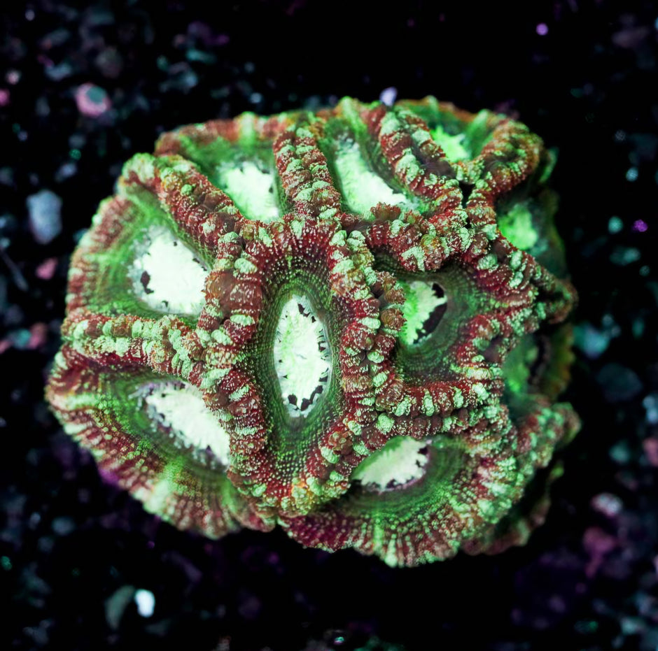 Kris Kringle Asian Acan Colony 💪🔥
