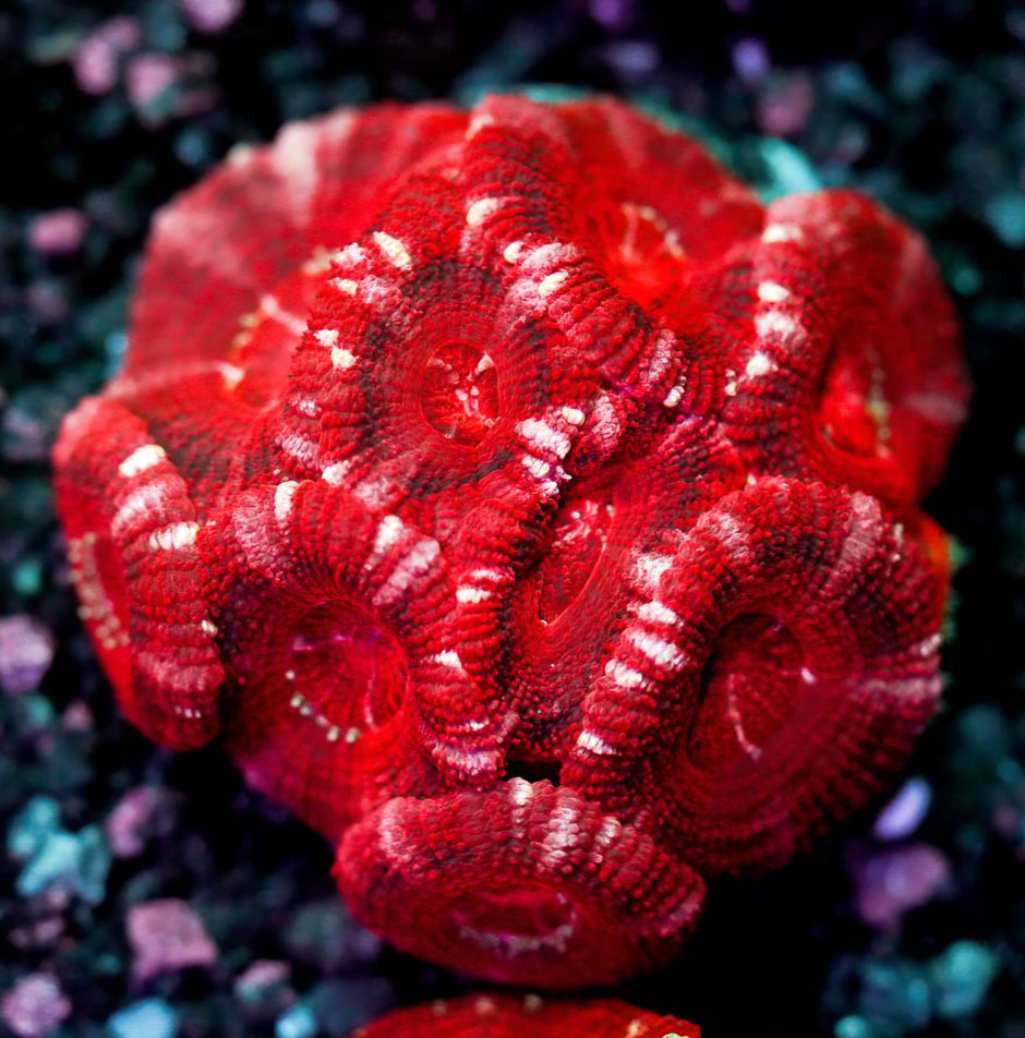 Valentine's Day Kisses Asian Acan Colony