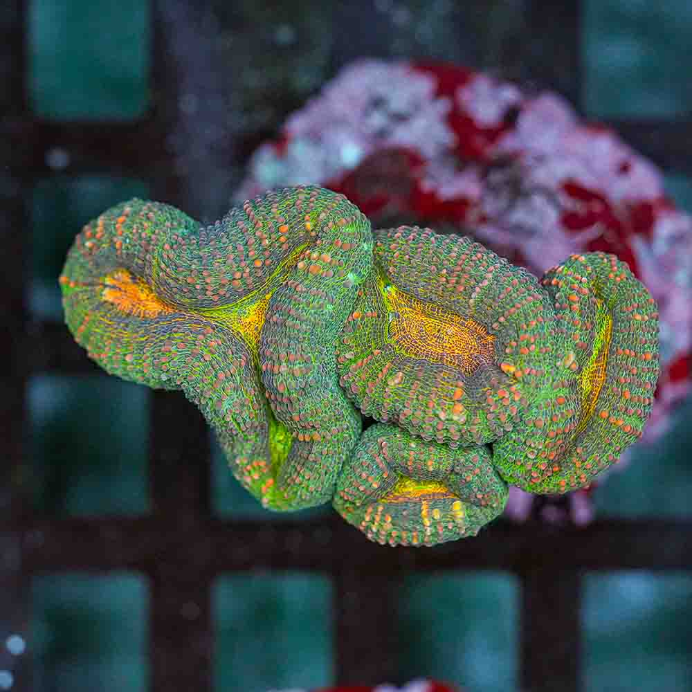 Fruit Loops Lobo Branching (M)