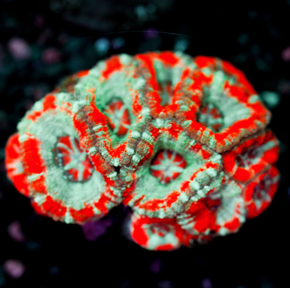 Shooting Star Asian Acan Colony