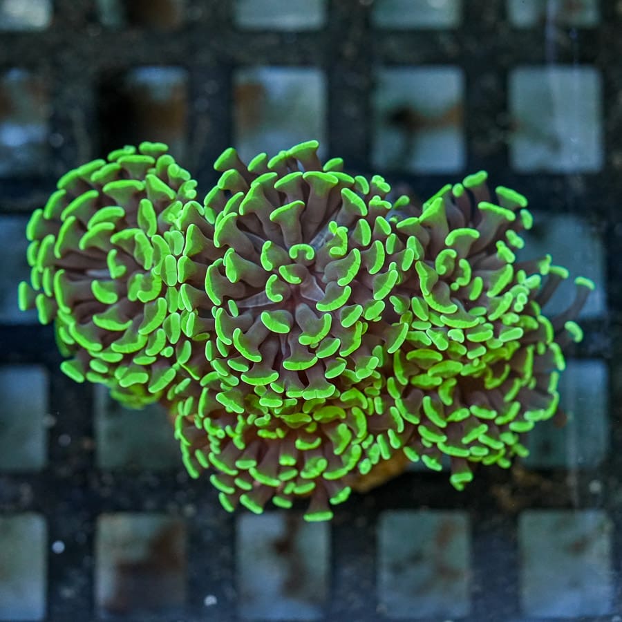 Approx 5-6 Head Joker Branching Hammer Colony