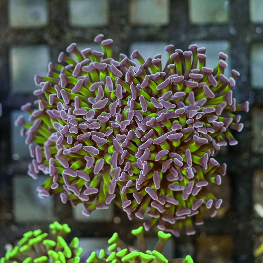 Approx 5-6 Head Riddler Branching Hammer Colony