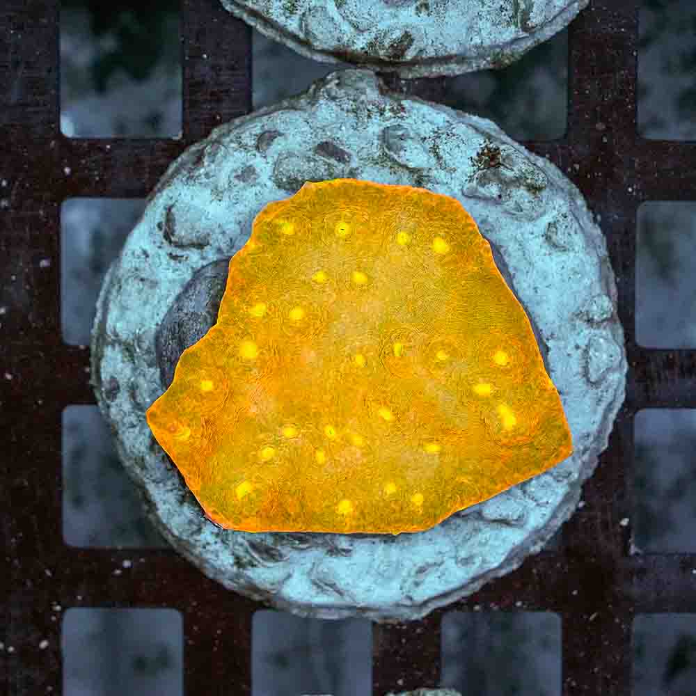Mayan Suns Chalice