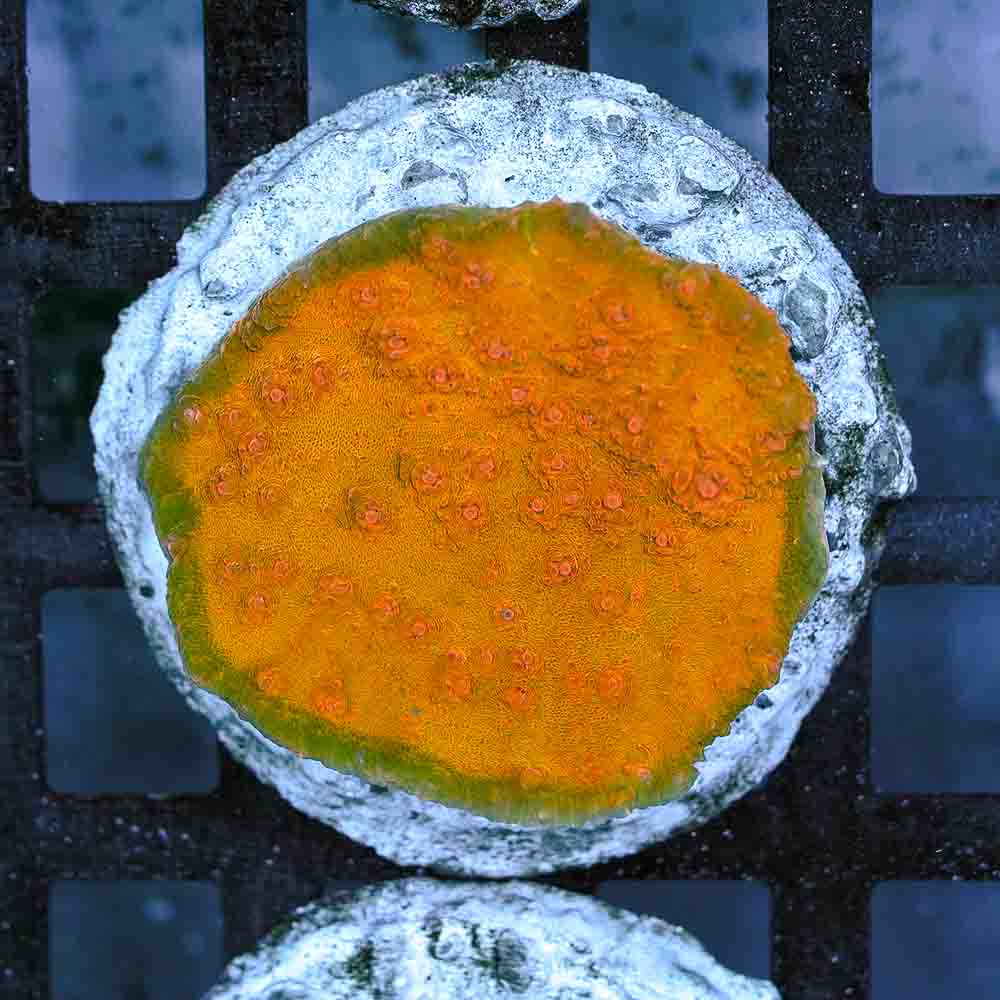 Citric Acid Chalice