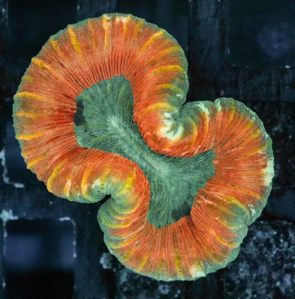 Watermelon Kush Wellsophyllia