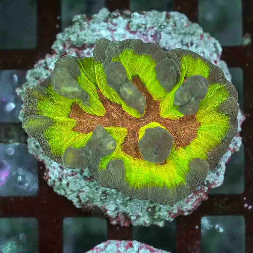 Rainbow Pectinia