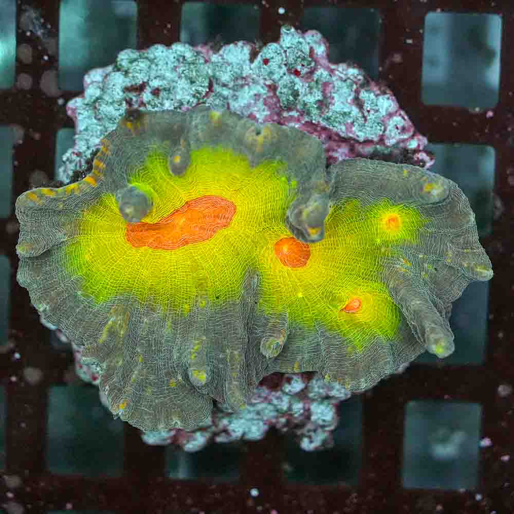 Rainbow Pectinia
