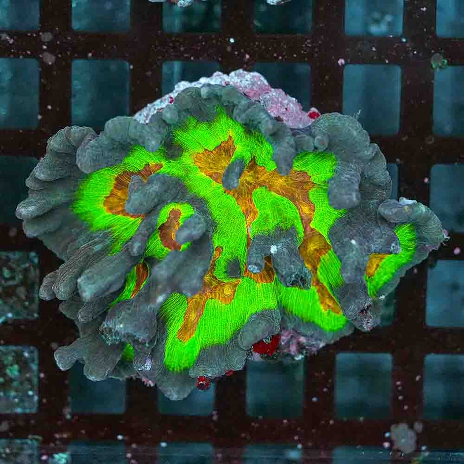 Rainbow Pectinia