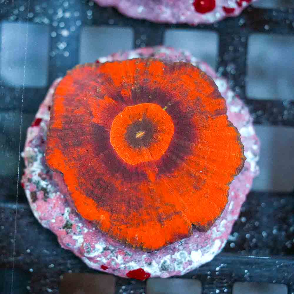 Red Planet Australomussa (M)