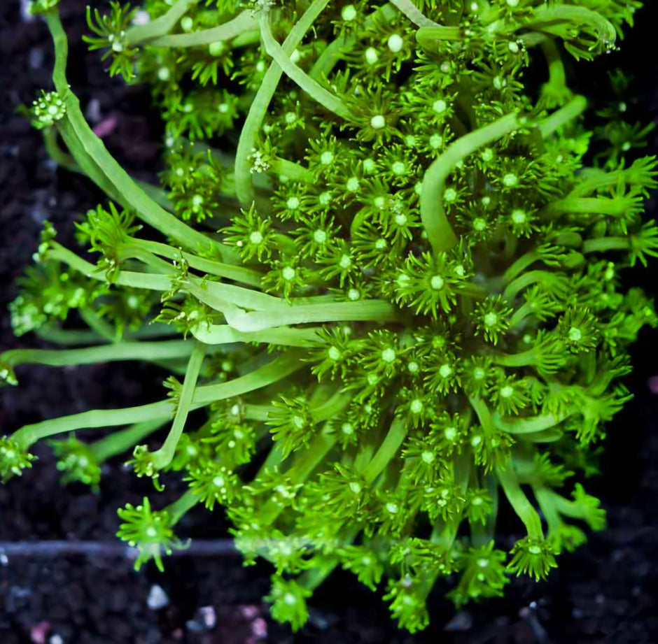 Sour Green Goniopora Colony