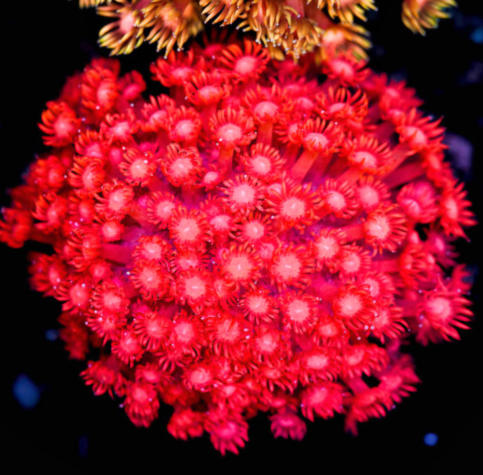 Red Hot Boomer Goniopora Colony