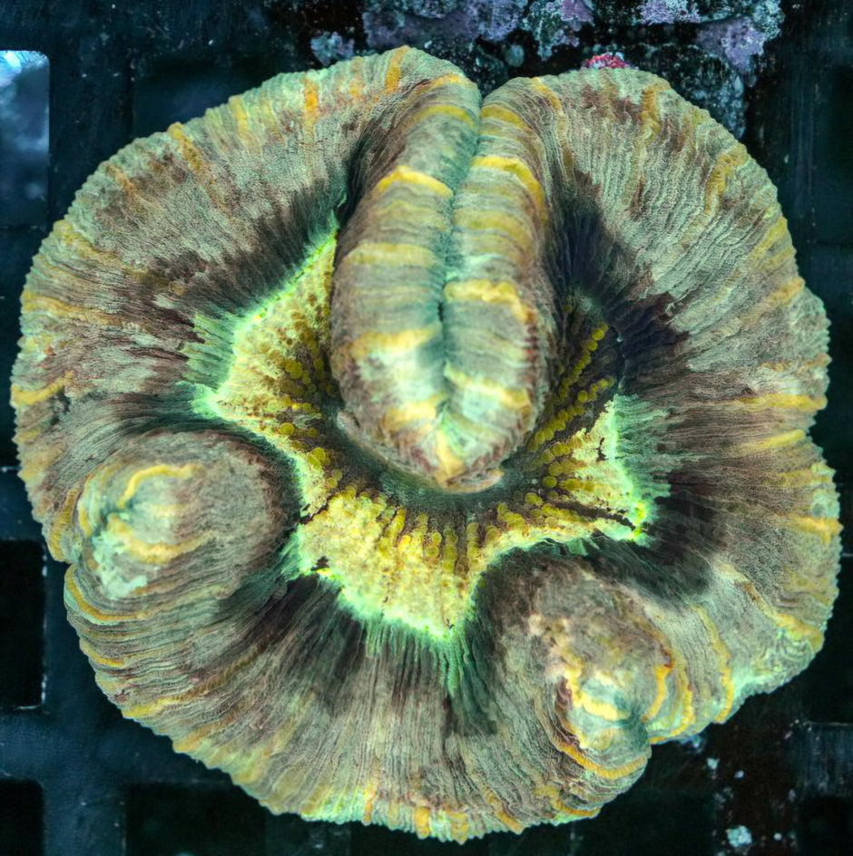 Rainbow Dragon Lilly Wellsophyllia