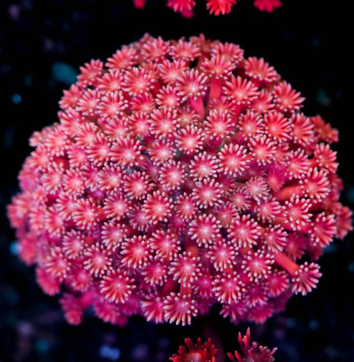 Intense Orchid Goniopora Colony