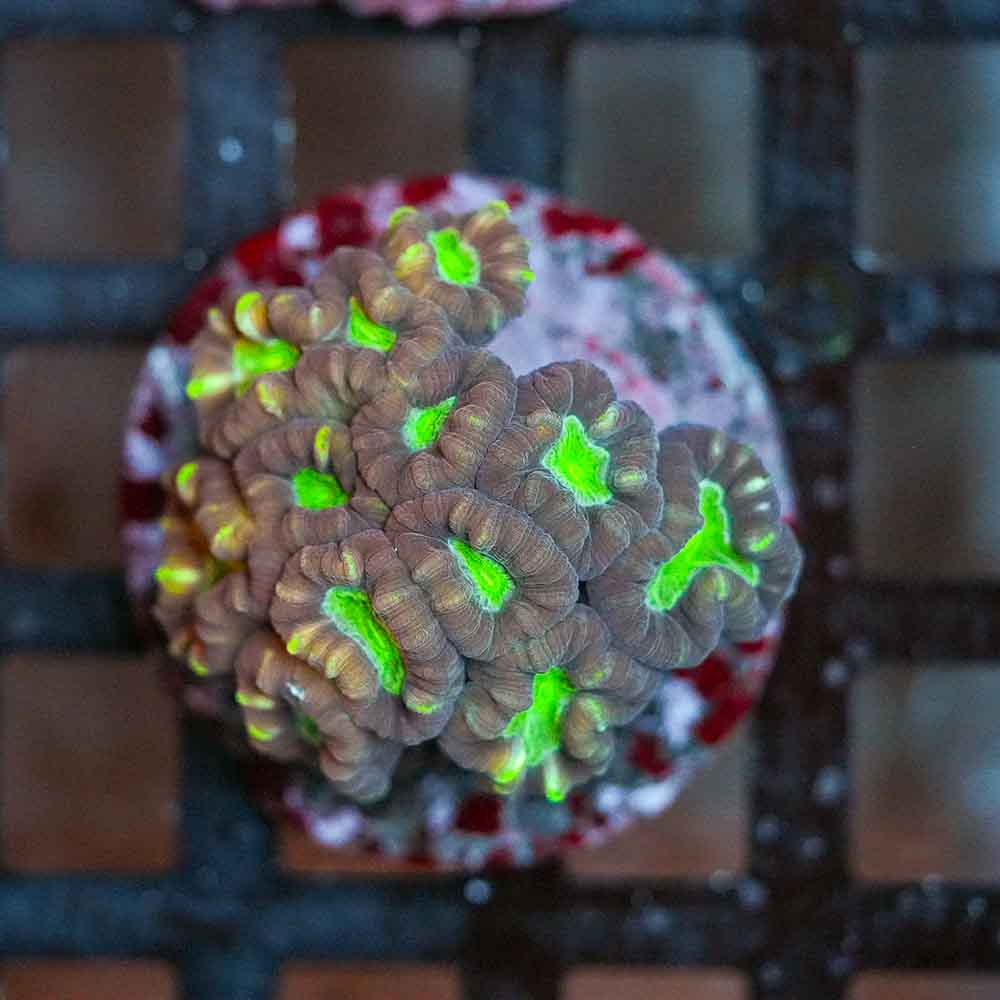 Toxic Eye Candy Cane