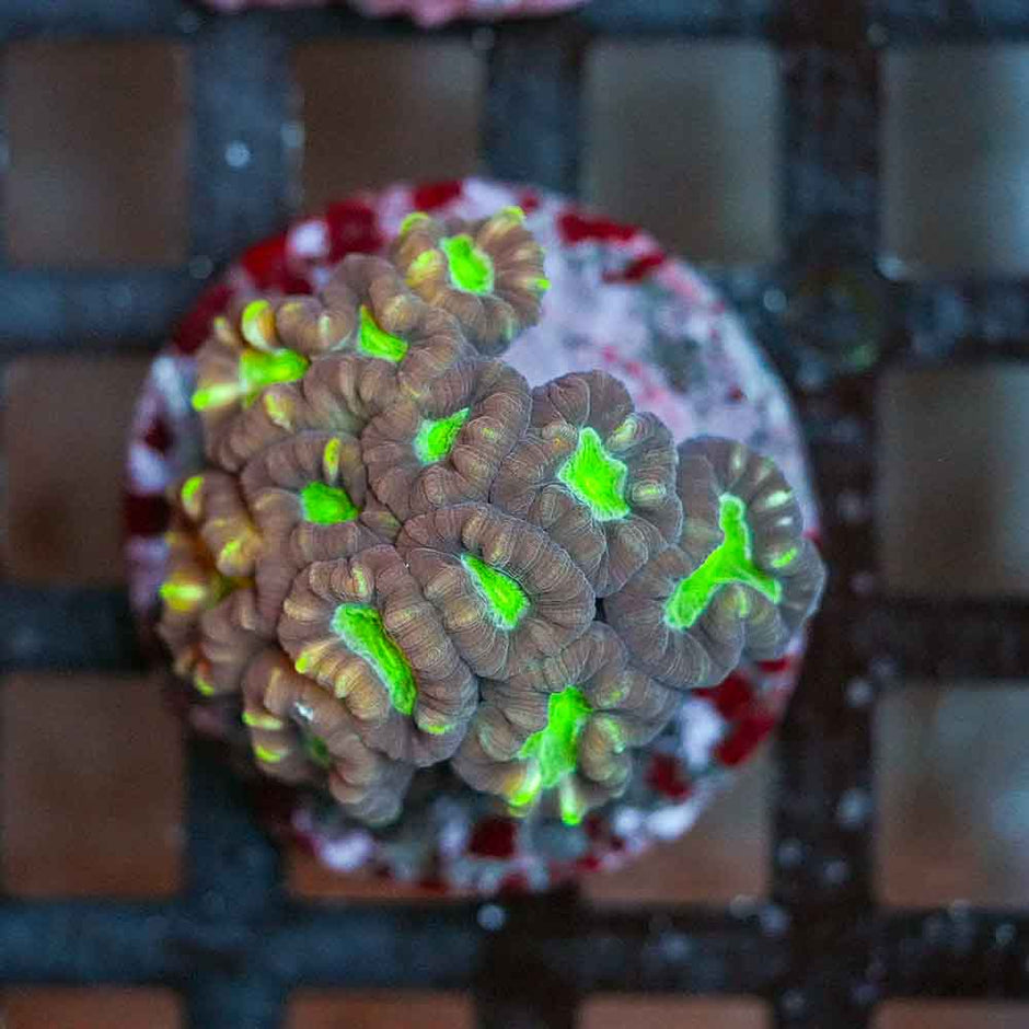 Toxic Eye Candy Cane