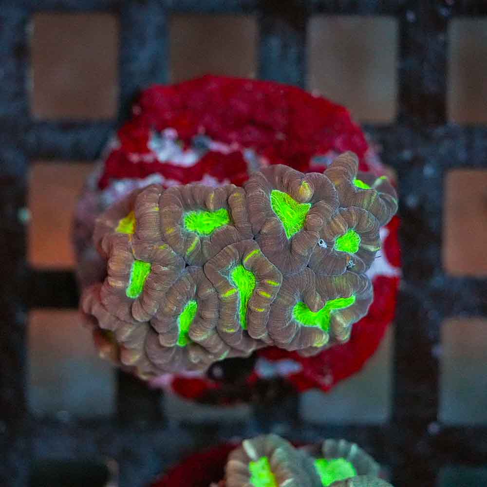 Toxic Eye Candy Cane