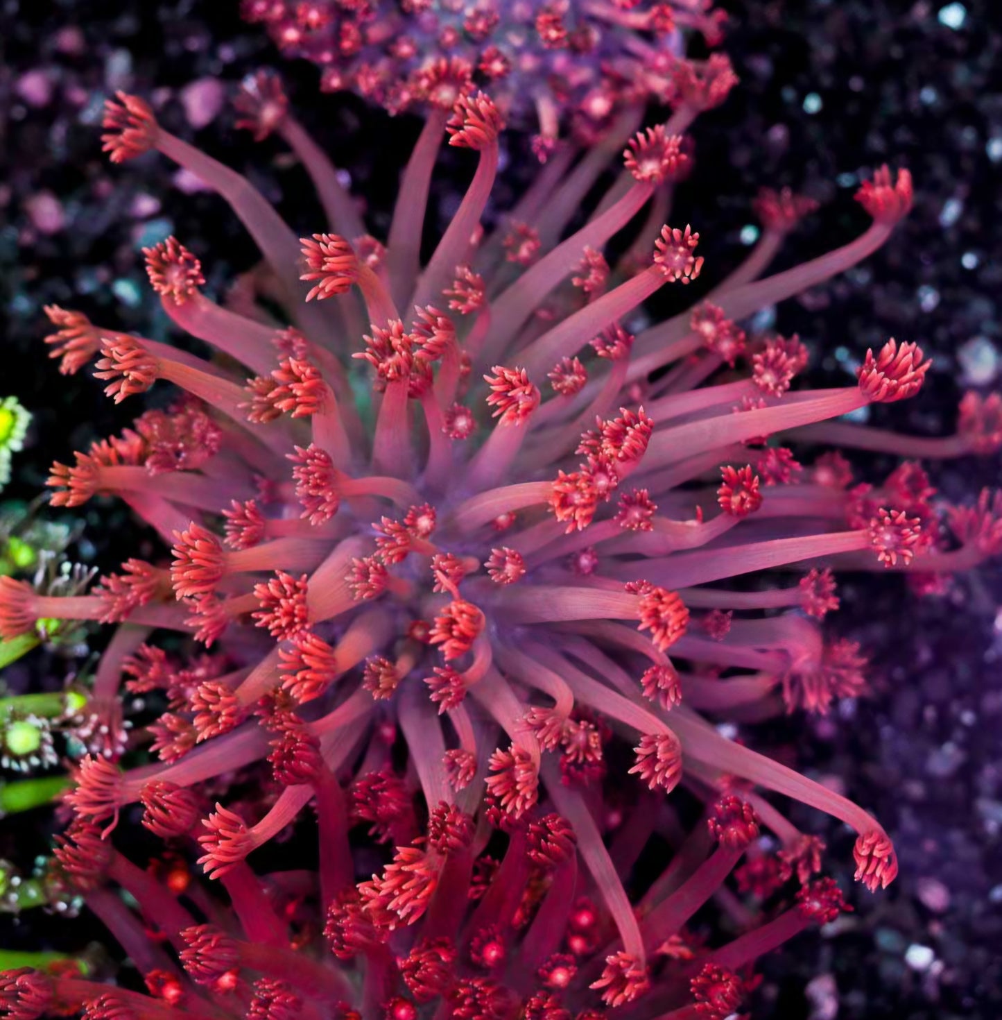 Hot Fuschia Goniopora Colony