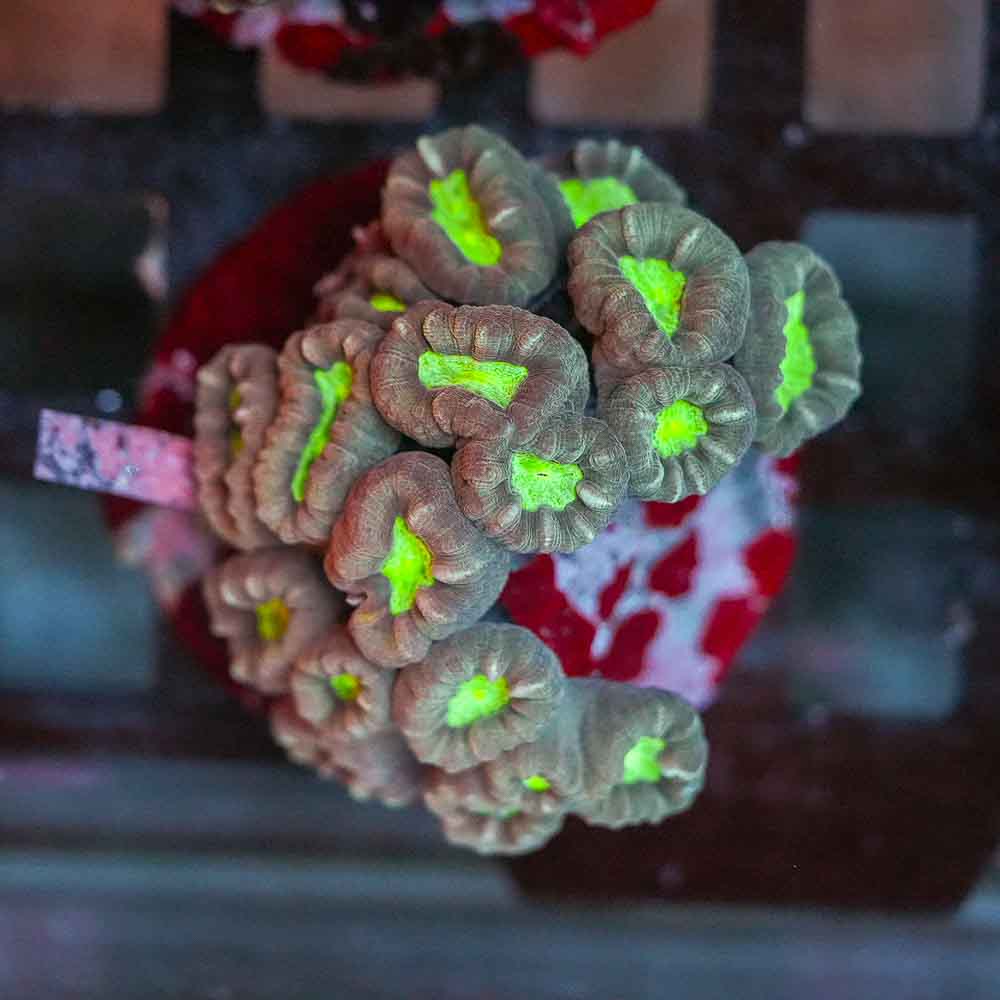 Toxic Eye Candy Cane