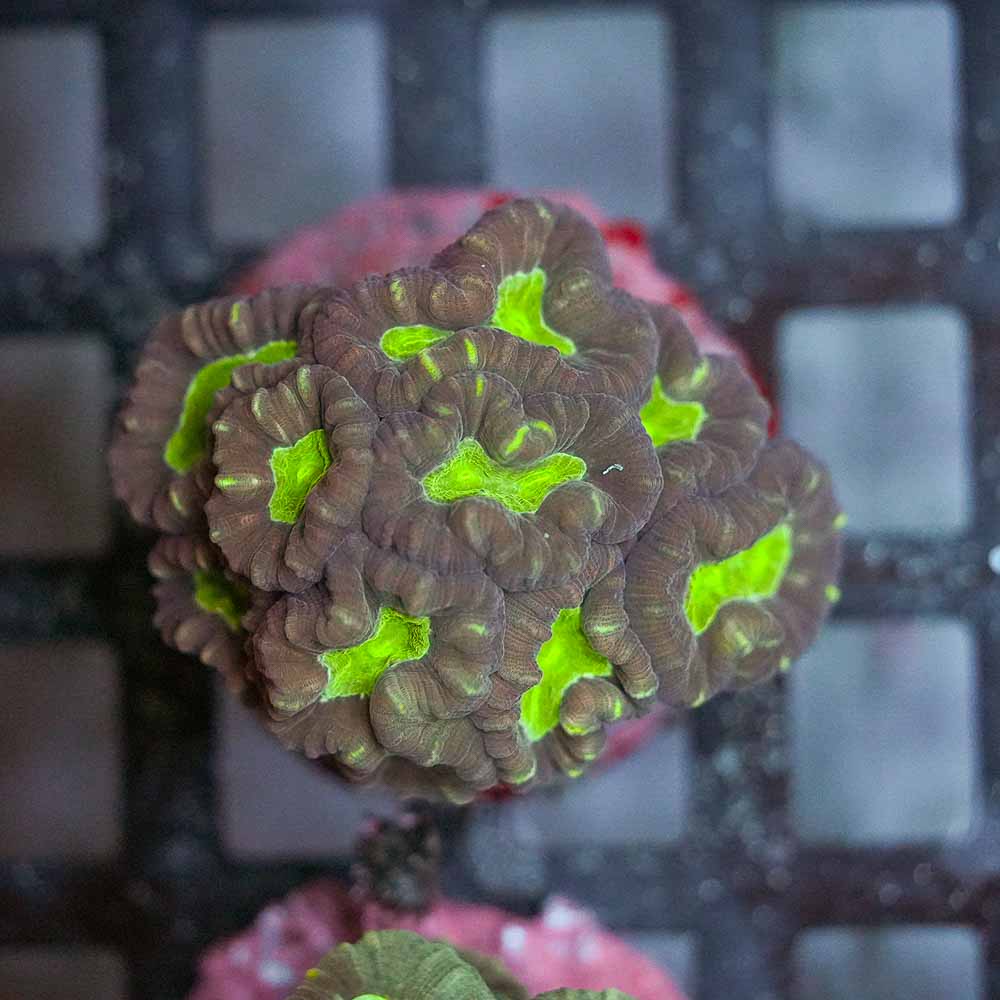 Toxic Eye Candy Cane