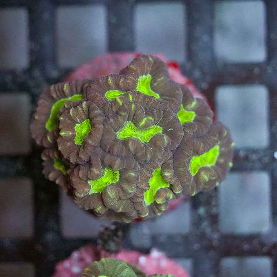 Toxic Eye Candy Cane