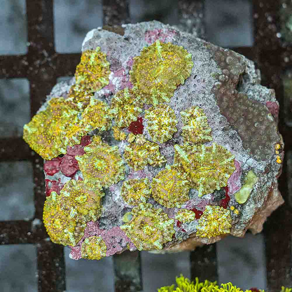 Calypso Mushroom Colony