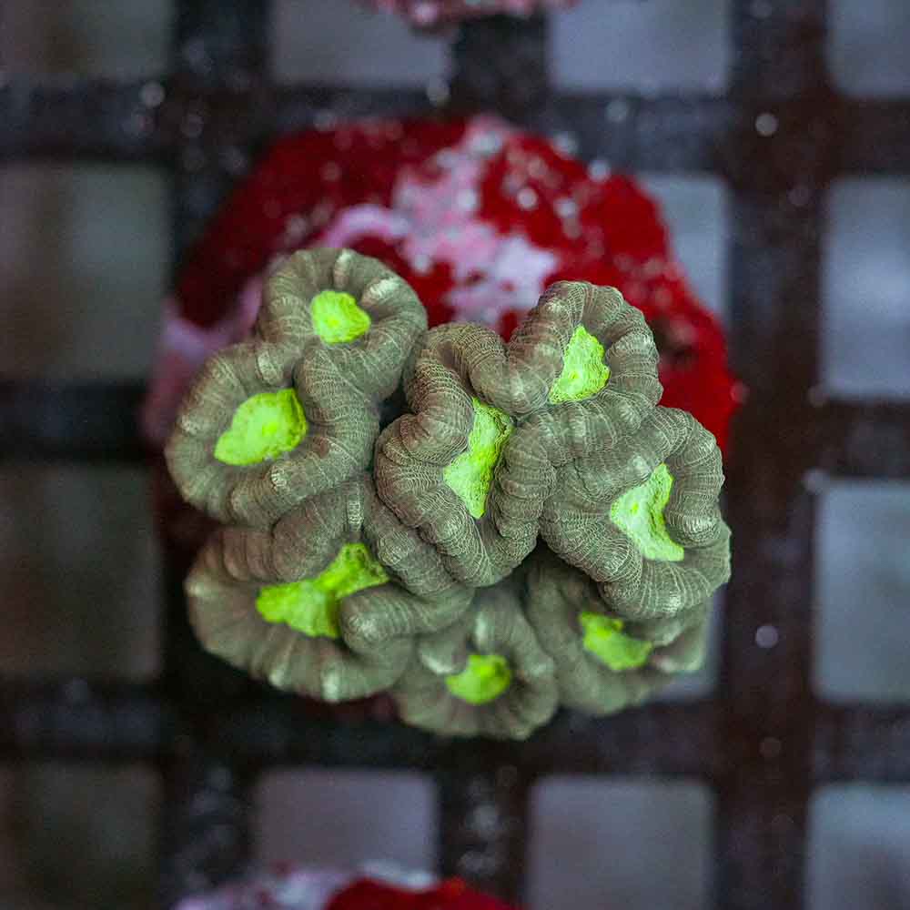 Toxic Eye Candy Cane