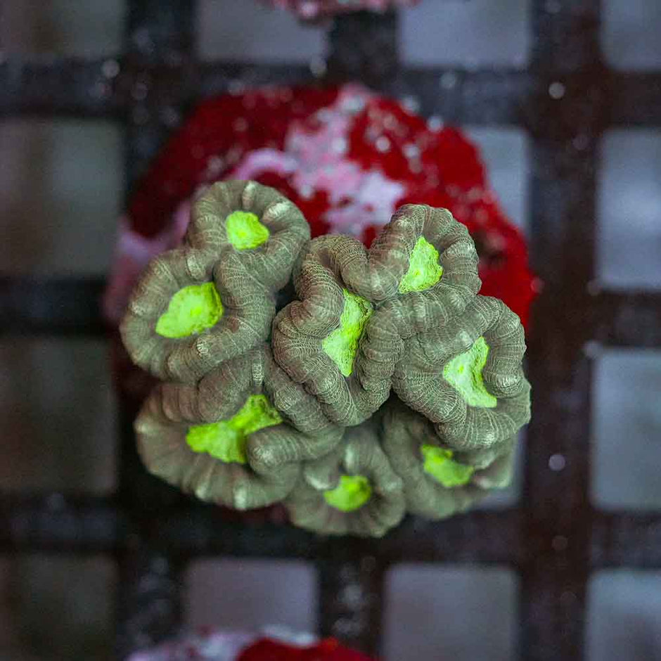 Toxic Eye Candy Cane