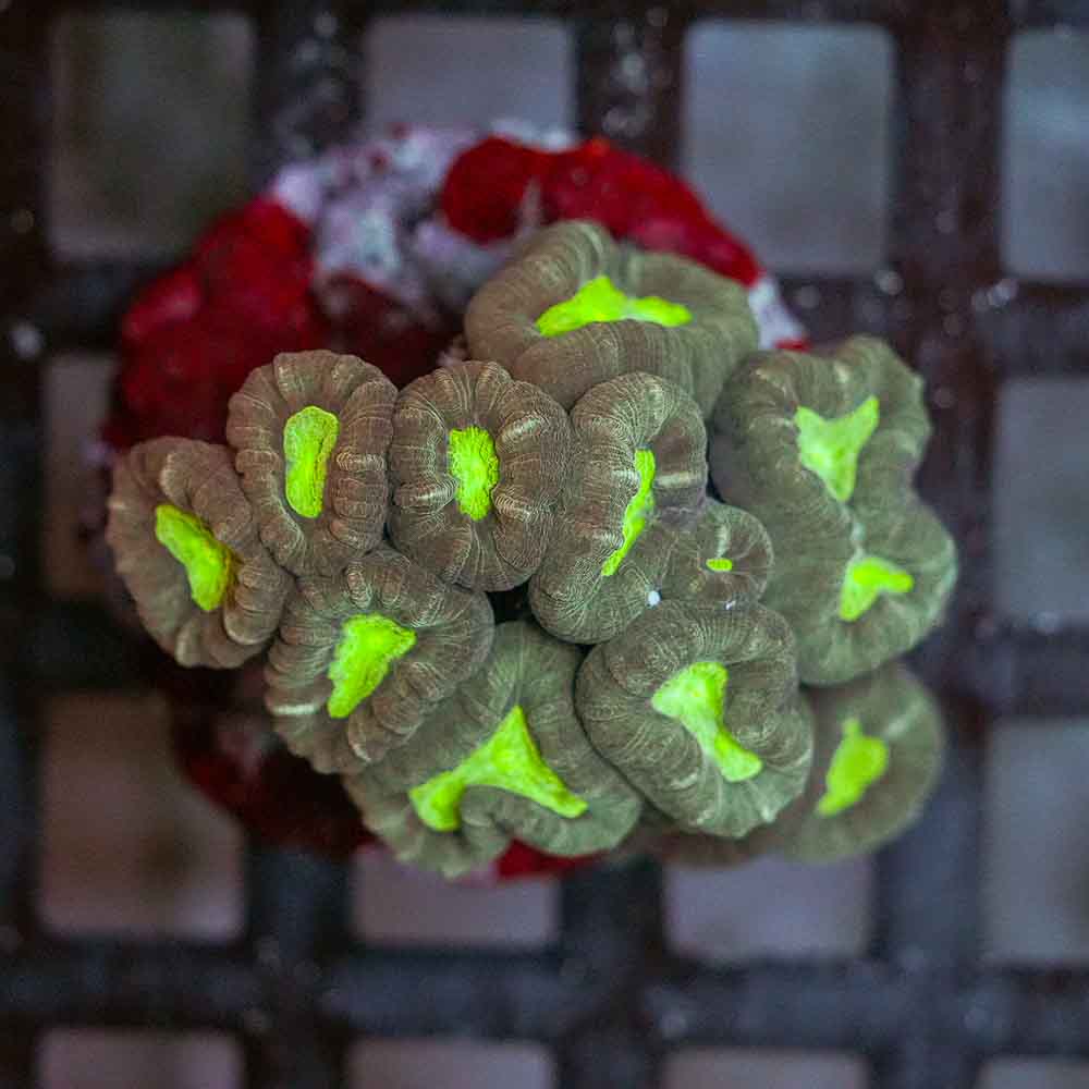 Toxic Eye Candy Cane