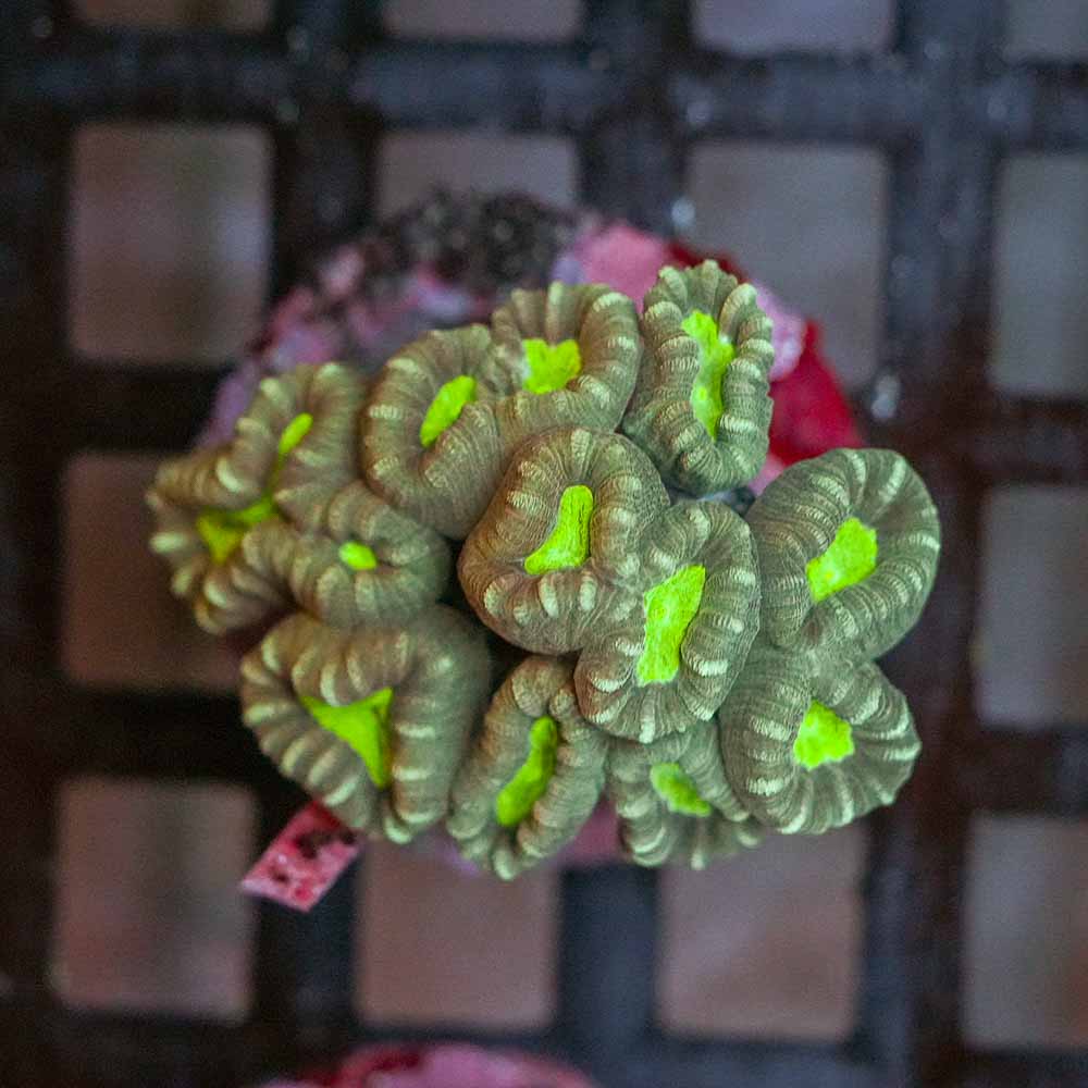 Toxic Eye Candy Cane