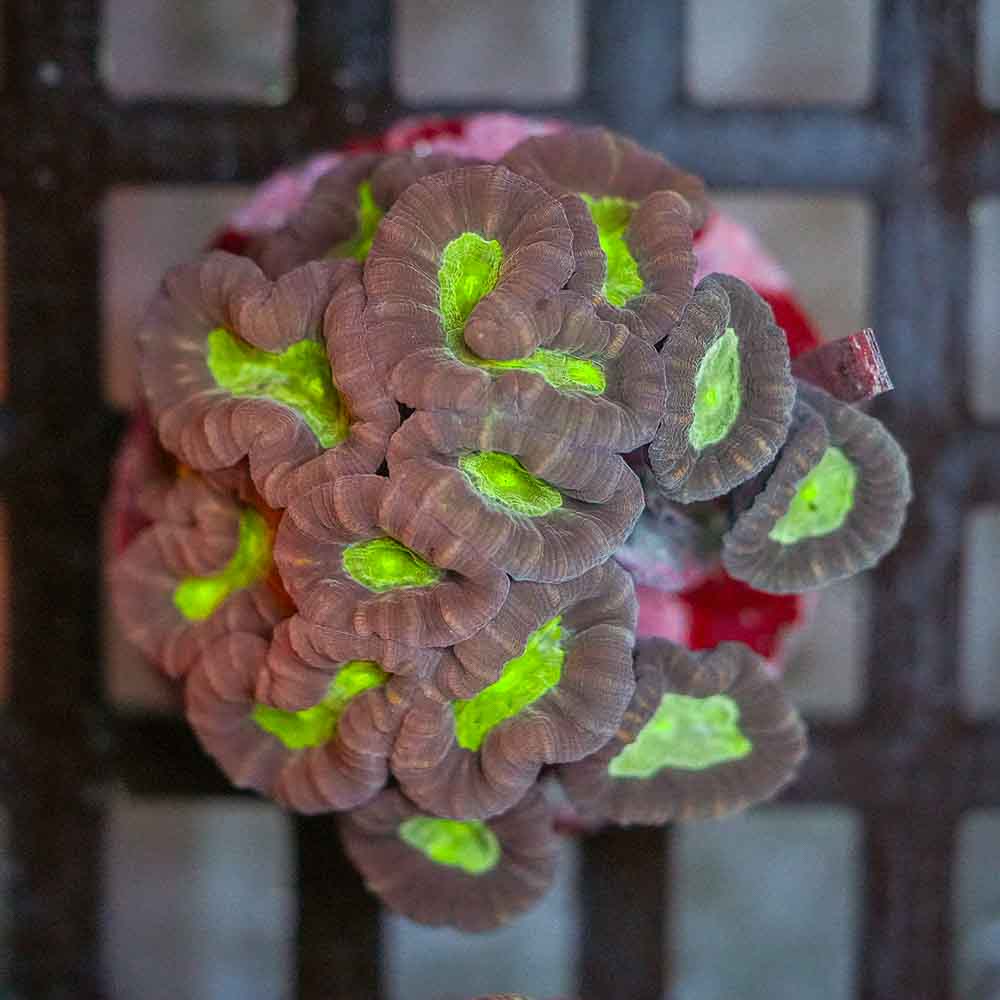 Toxic Eye Candy Cane