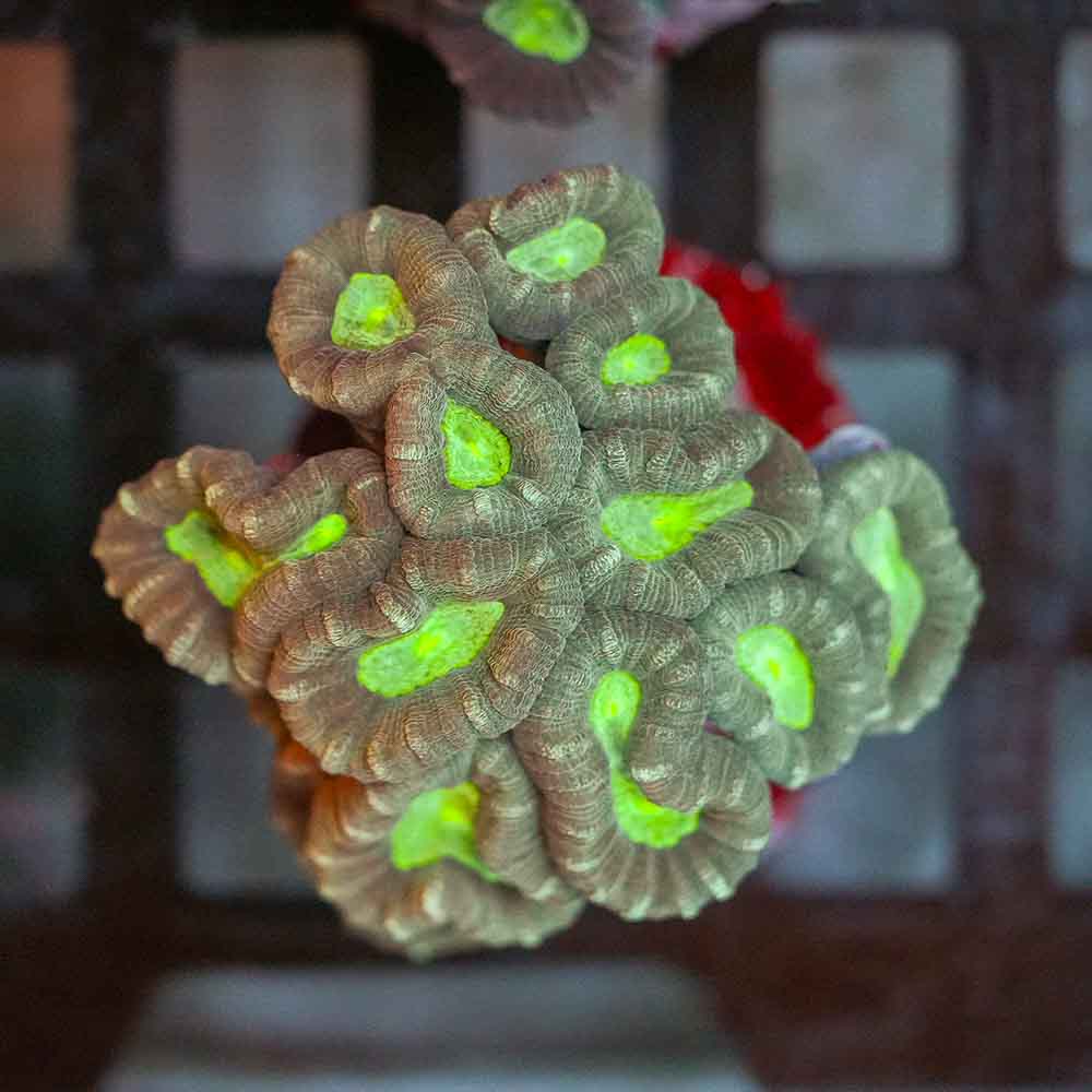 Toxic Eye Candy Cane
