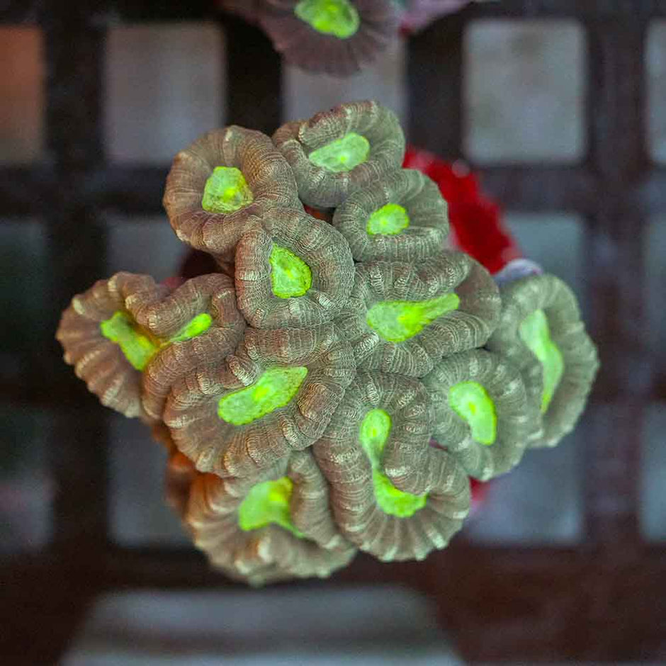 Toxic Eye Candy Cane