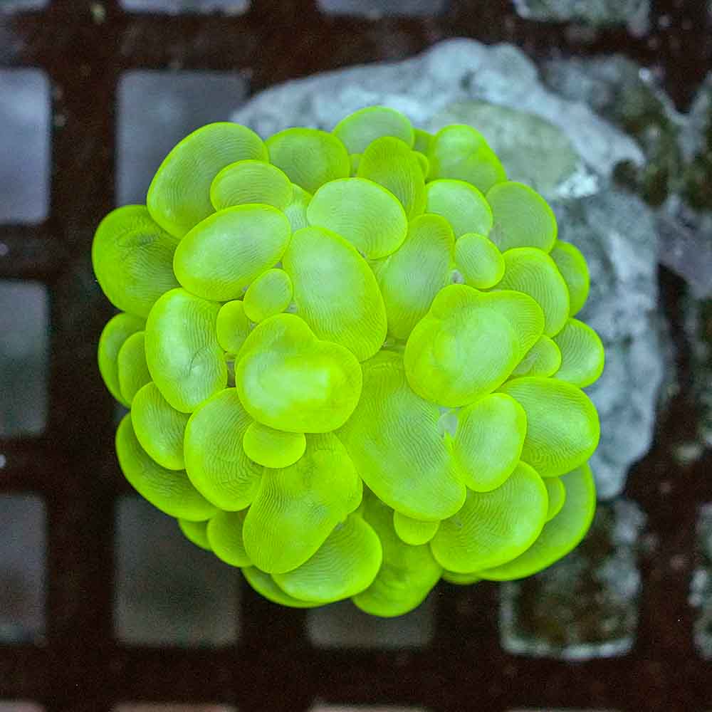 Epic Bubble Coral