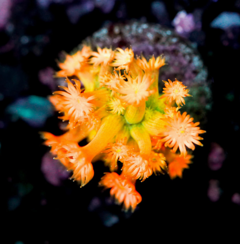 Tequila Sunrise/Peach Smoothie Goniopora