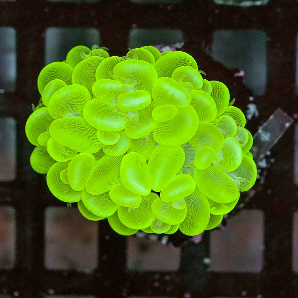 Epic Bubble Coral