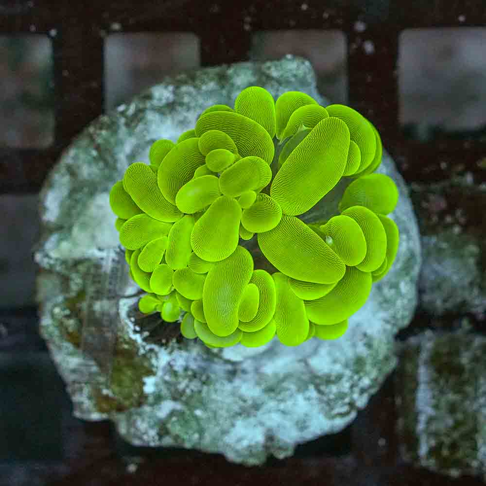 Epic Bubble Coral